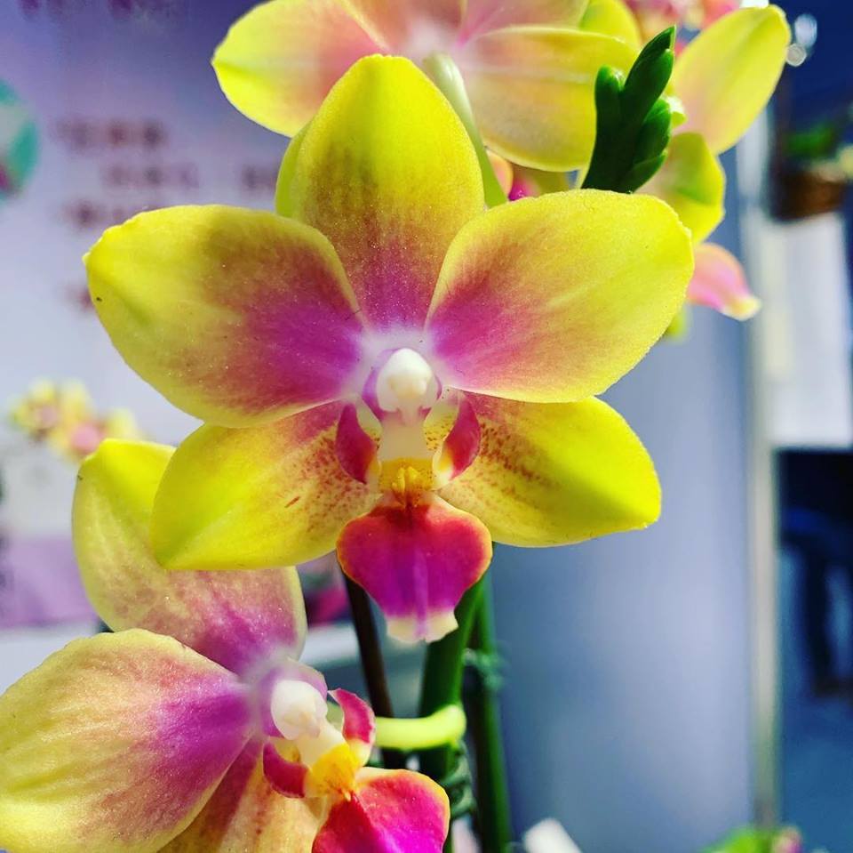 維納斯咖啡茶 手沖蘭花茶咖啡 蘭展 台南 2019